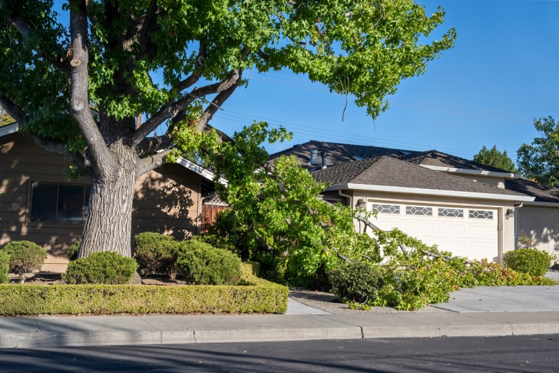Dangerous fallen tree branch in residential neighborhood.