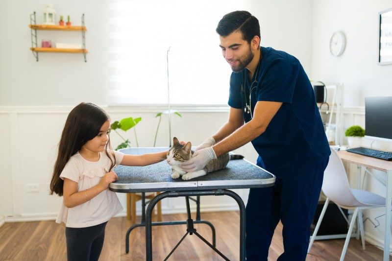 Adorable little girl bringing her beautiful cat to the veterinarian at the animal hospital. 