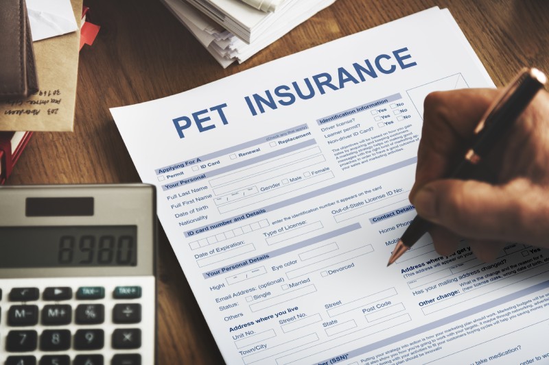 Pet Insurance Form Animal Doctor Concept