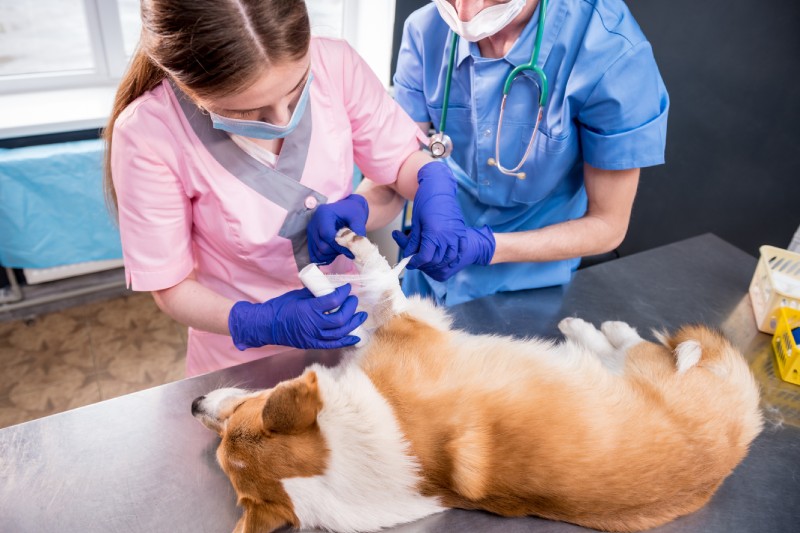 Veterinarian team bandages the paw of a sick Corgi dog