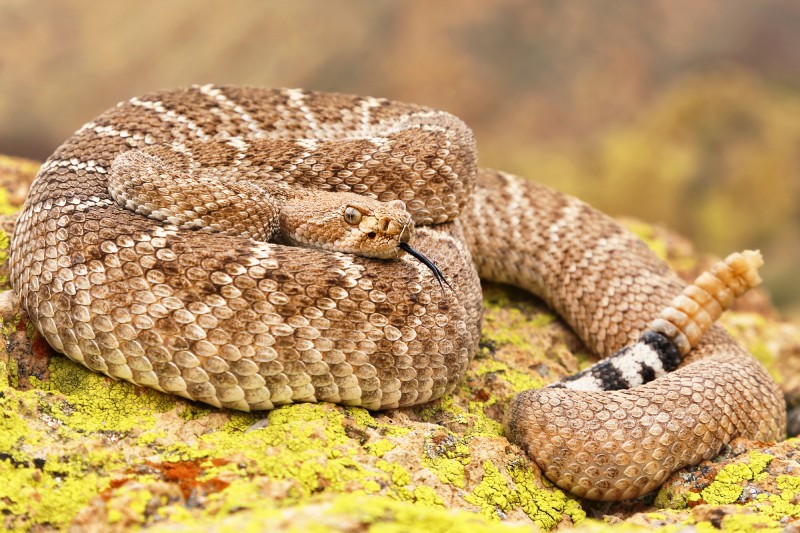 A deadly Western Diamondback Rattlesnake (Crotalus atrox) in Arizona, USA. Snake is coiled on a rock with rattle visible in the Superstition Mountains.