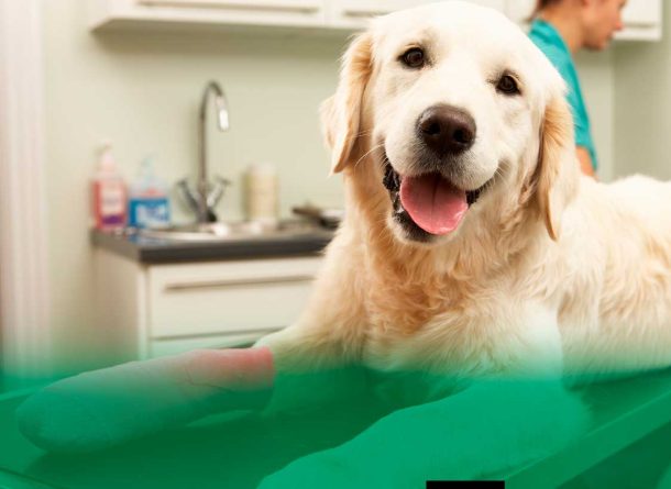 How Does Pet Insurance Work in the RGV? A Pro Guide