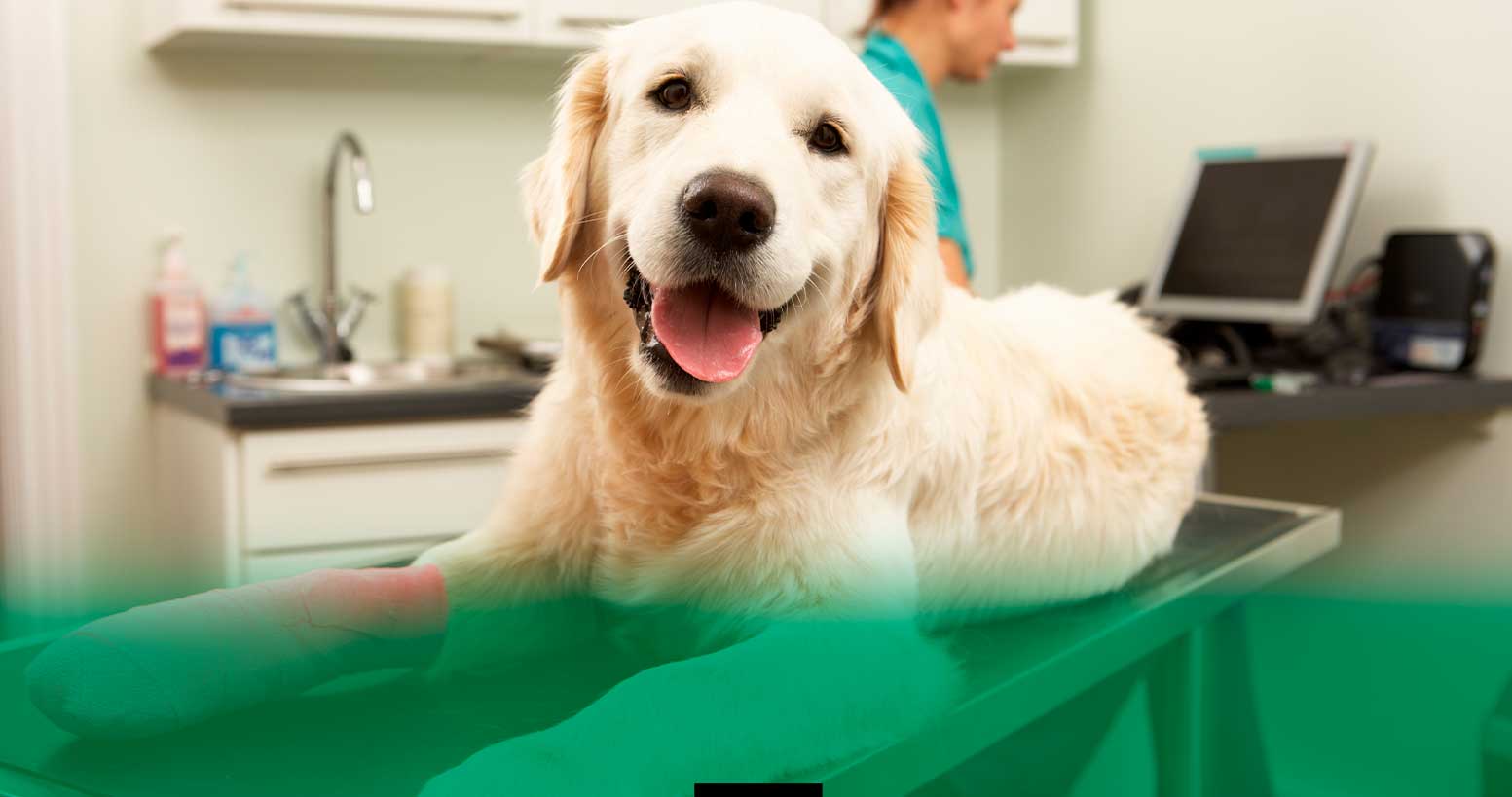 How Does Pet Insurance Work in the RGV? A Pro Guide