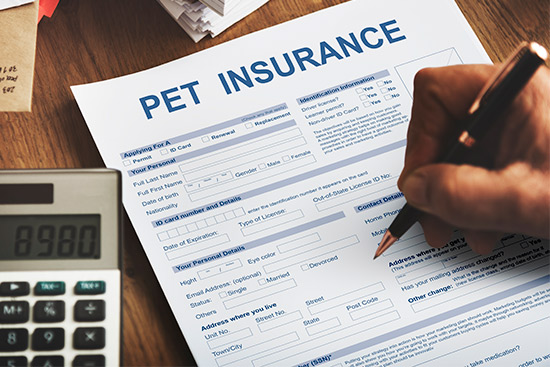 Visual representation of pet insurance for dogs and cats, featuring a guide on its functionality in the RGV area.