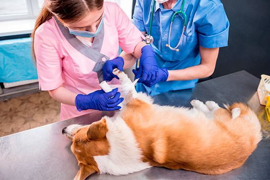 A woman wearing a blue shirt poses confidently, with visuals related to pet insurance in the RGV in the background.